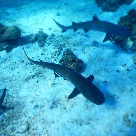 Naqalia Lodge Wayasewa Island Екстериор снимка
